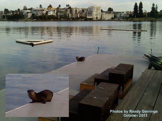 A river otter hangs out on a dock in 2013, the first to be seen in at Oakland's Lake Merritt in decades. (Photo by Randy Gorringe)