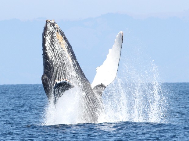 A humpback whale breaches in the waters off the Farallon National Wildlife Refuge (Photo by Isidore Szczepaniak).