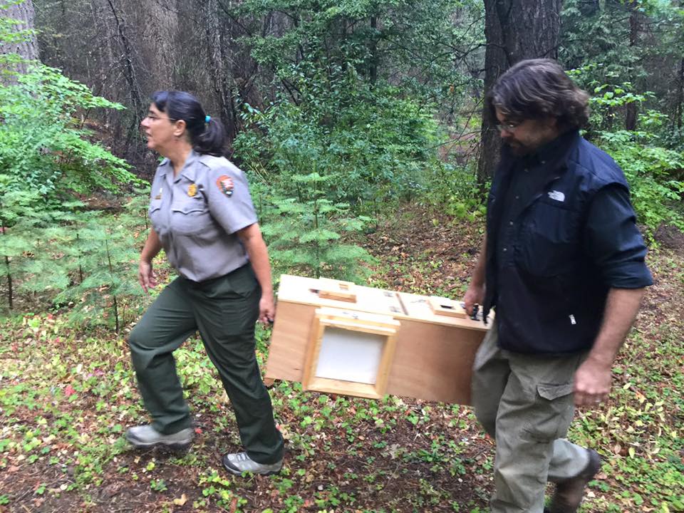 Rachel Mazur, National Park Service, and Craig Thompson, US Forest Service, carry one of the fisher pairs to the release site. Photo by Beth Pratt
