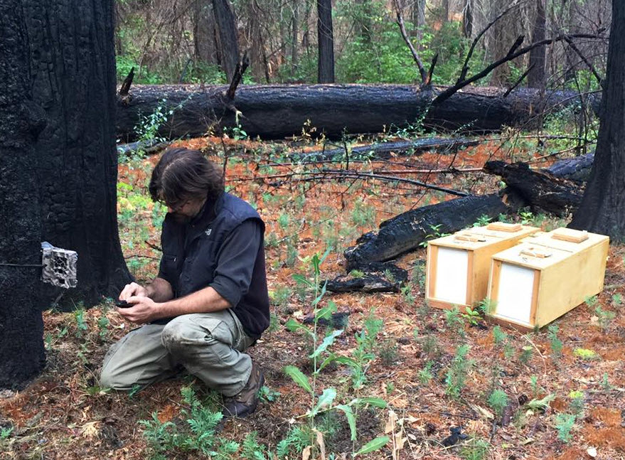 Craig Thompson of the US Forest Service prepares to release the fisher kits in Yosemite. Photo by Beth Pratt
