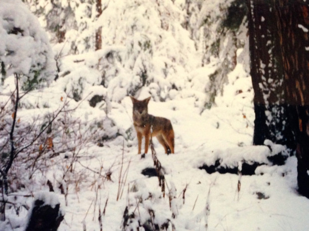 During my first visit to Yosemite in 1992, I encountered a friendly coyote on a winter day in Yosemite Valley. Photo by Beth Pratt.