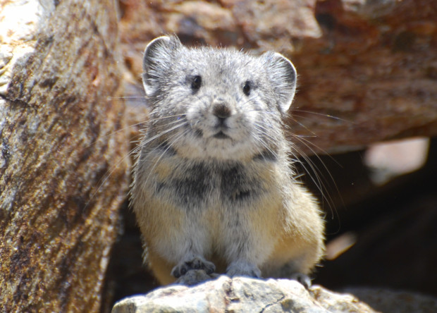 The rock-dwelling pika definitely rank as Yosemite's cutest critter. Photo by Beth Pratt.