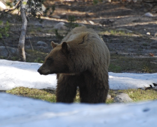 I'm always delighted to see one of Yosemite's black bears on my hikes. Photo by Beth Pratt