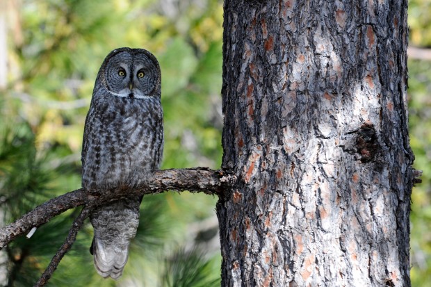 The rare and remarkable great gray owl in Yosemite. Photo by Joe Medley / U.S. Forest Service.