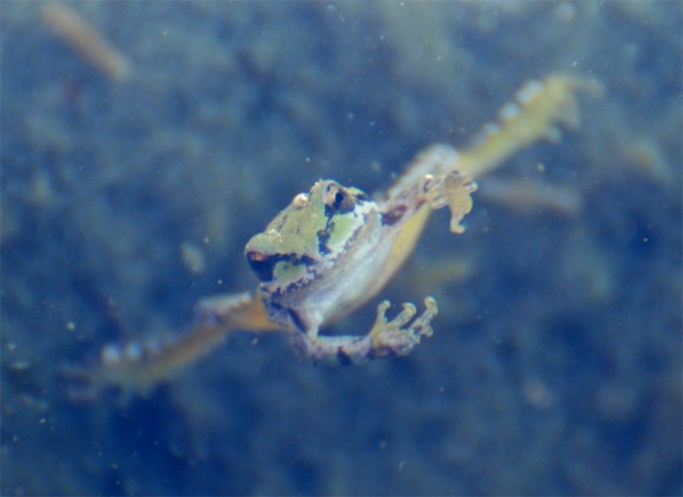Climbers on El Capitan have reported Pacific chorus frogs hanging out on the rocky cliffs. Photo by Beth Pratt.
