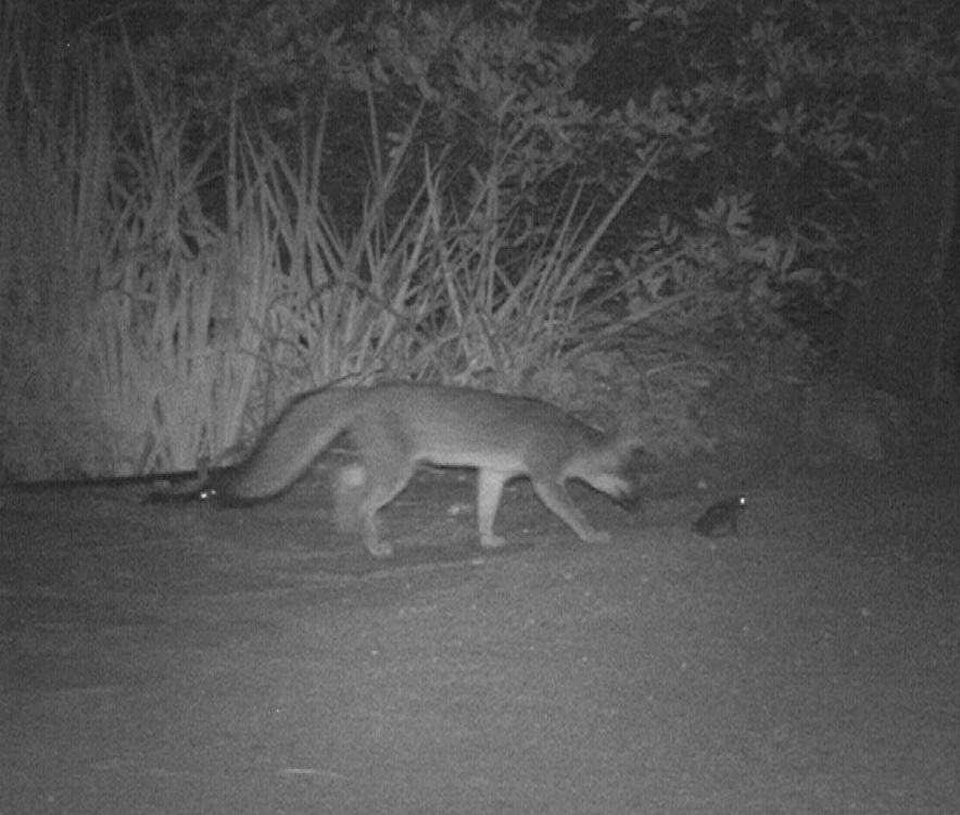 gray fox and western toad-the fox did not eat the toad.