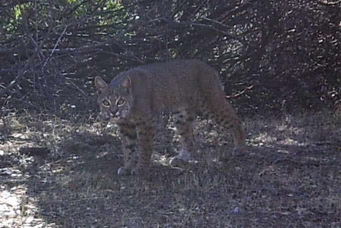 bobcat posing for the camera