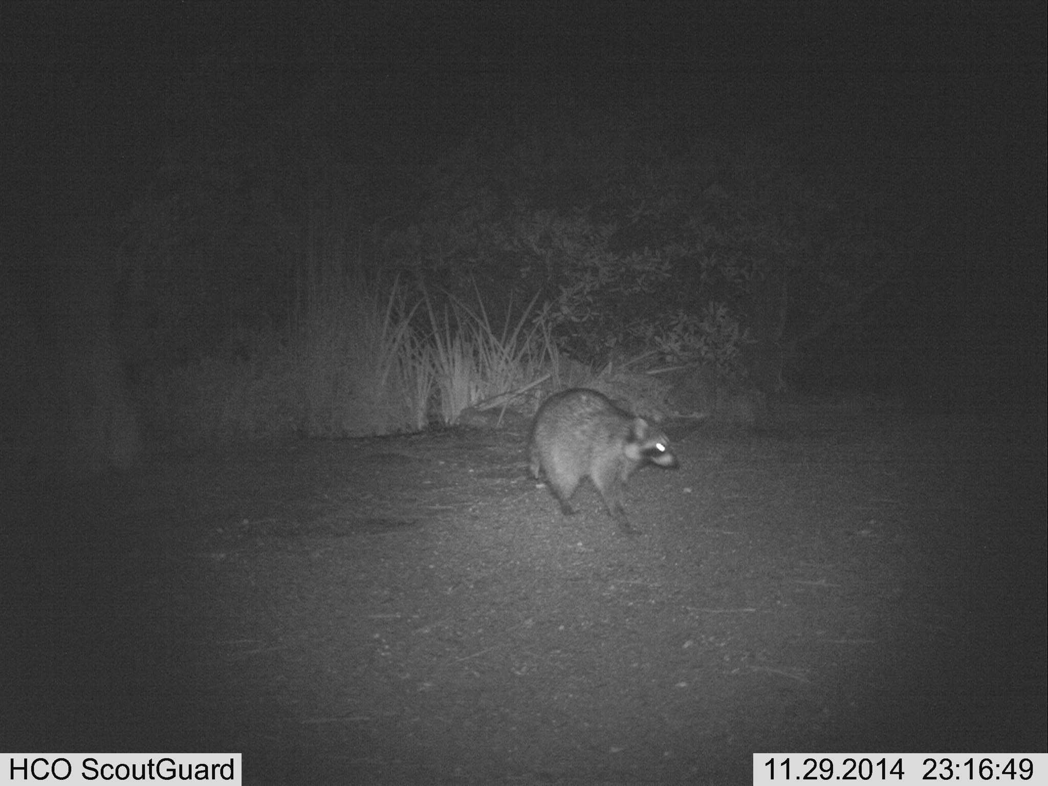 raccoon visiting the frog pond