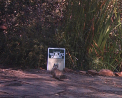 "hey, it's a certified wildlife habitat! I'm staying."