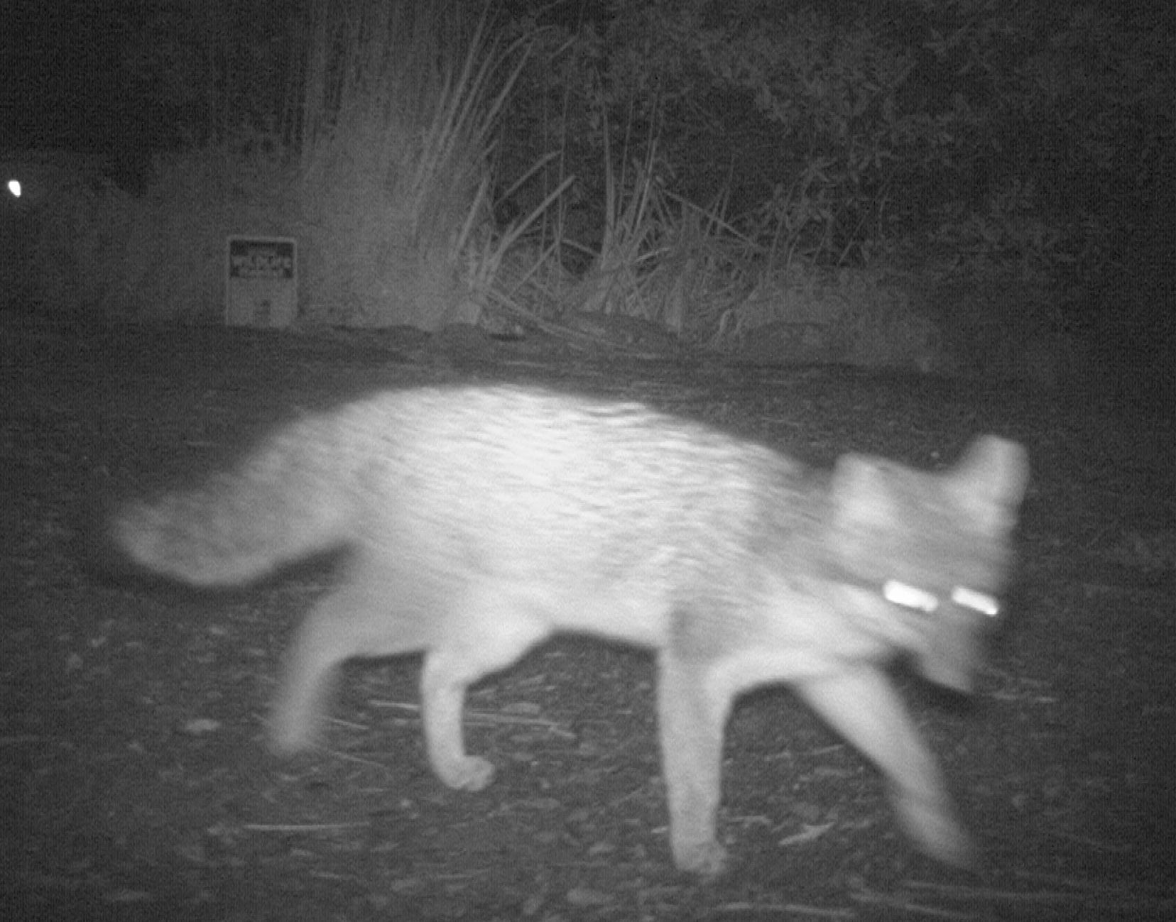 gray fox close up