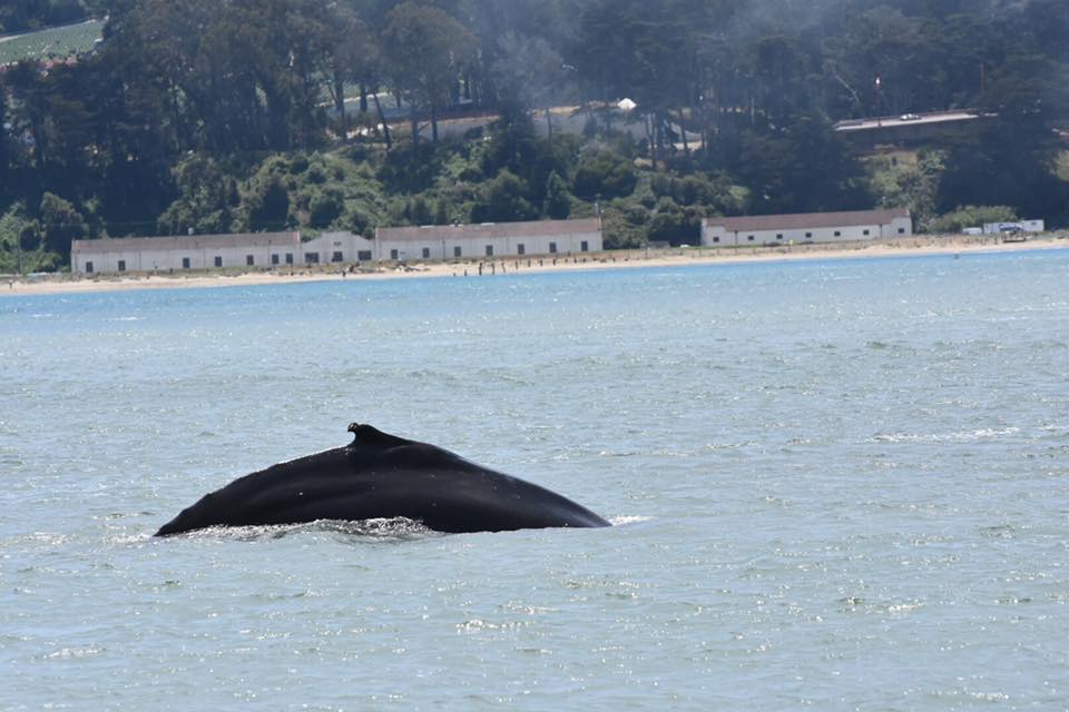 Humpback whale in San Francisco Bay. Photo Beth Pratt-Bergstrom