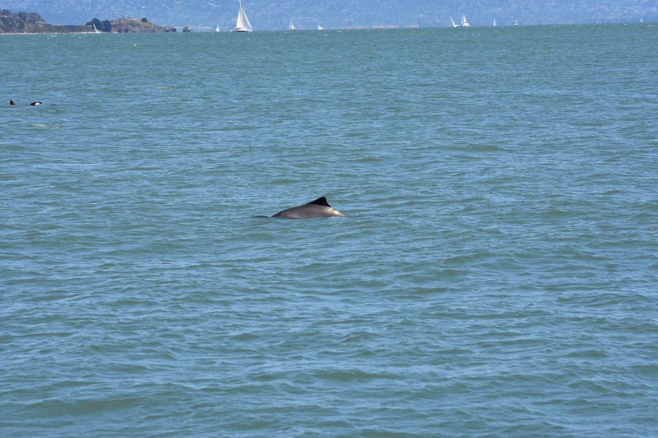 Harbor porpoise in San Francisco Bay. Photo Beth Pratt-Bergstrom