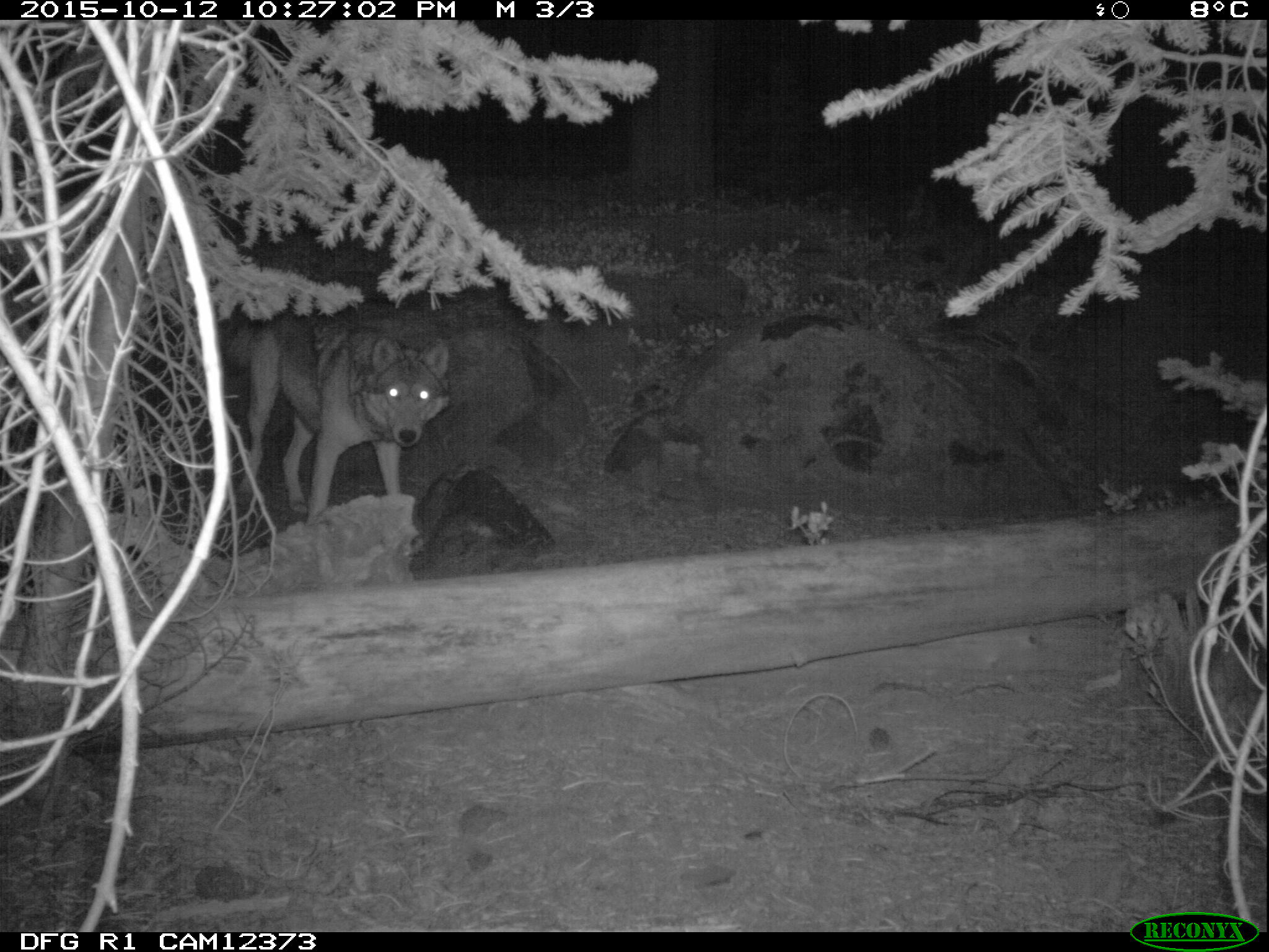 A wolf posing for the trail cam? Photo California Fish and Wildlife
