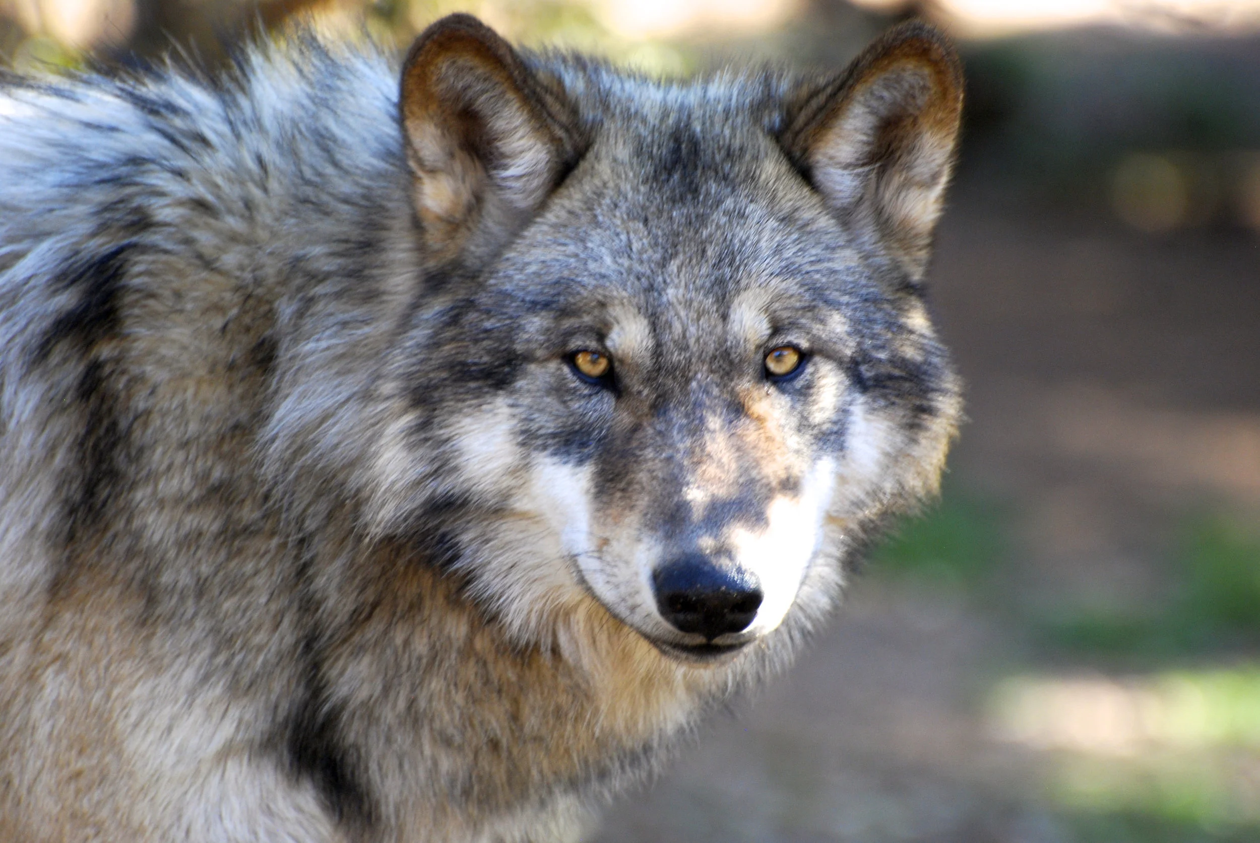 California Wildlife Stories, Yosemite Area Audubon Society