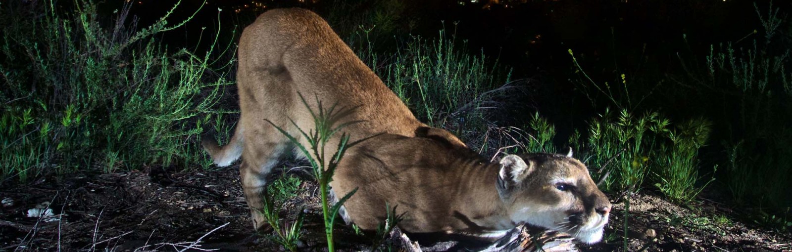 Urban Wild at the Autry Museum