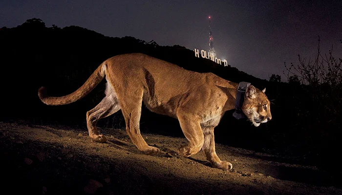 Picturing Urban Wildlife at the Getty Center