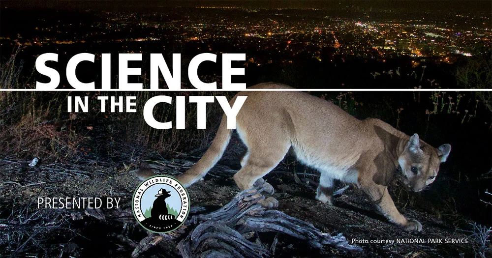Cougars in the City: Pacific Science Center, Seattle
