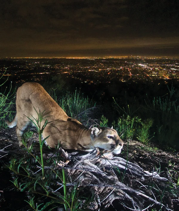 Wild L.A.: USC Visions and Voices