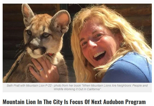 Mountain Lion In The City: Yosemite Area Audubon Association (YAAS)
