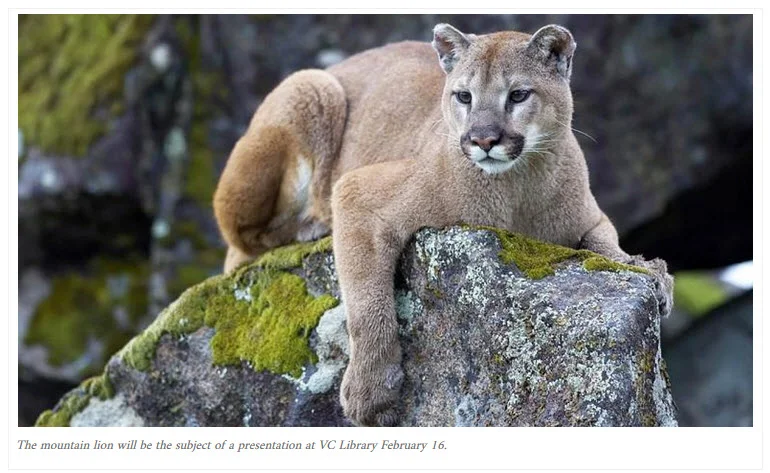 Valentines for Mountain Lions