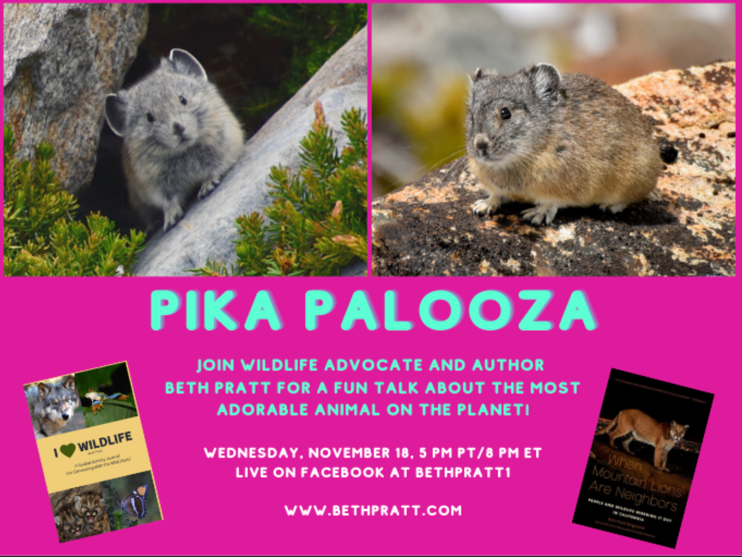 Pika Palooza! 