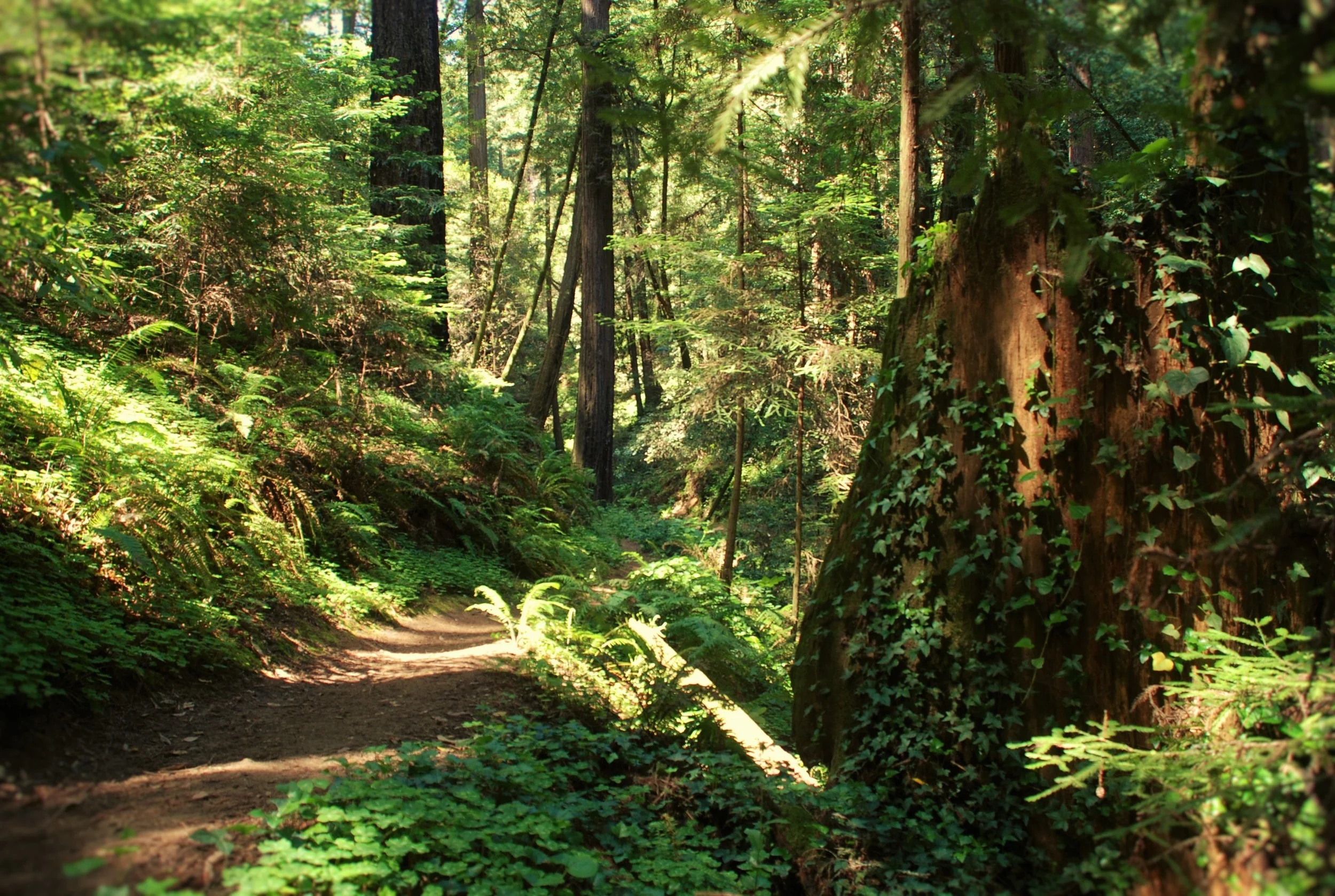 Nature Immersion Adventure:  Stop Overwhelm and Welcome Greater Ease