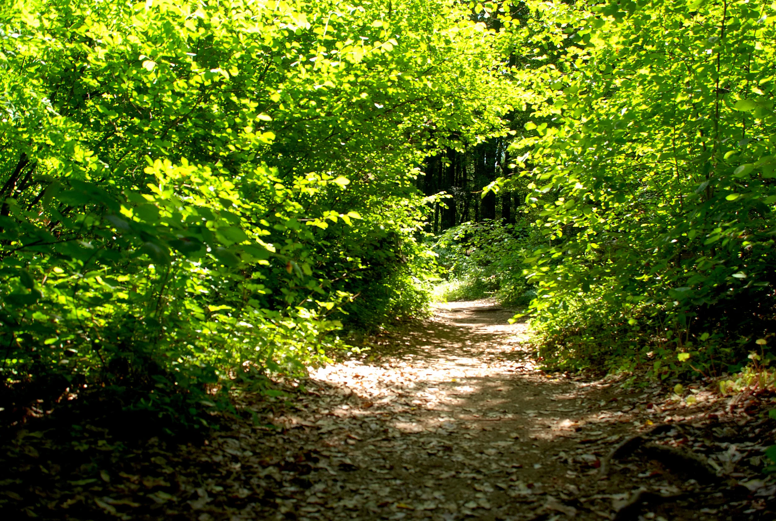 Nature Immersion Adventure:  Stop Overwhelm and Welcome Greater Ease