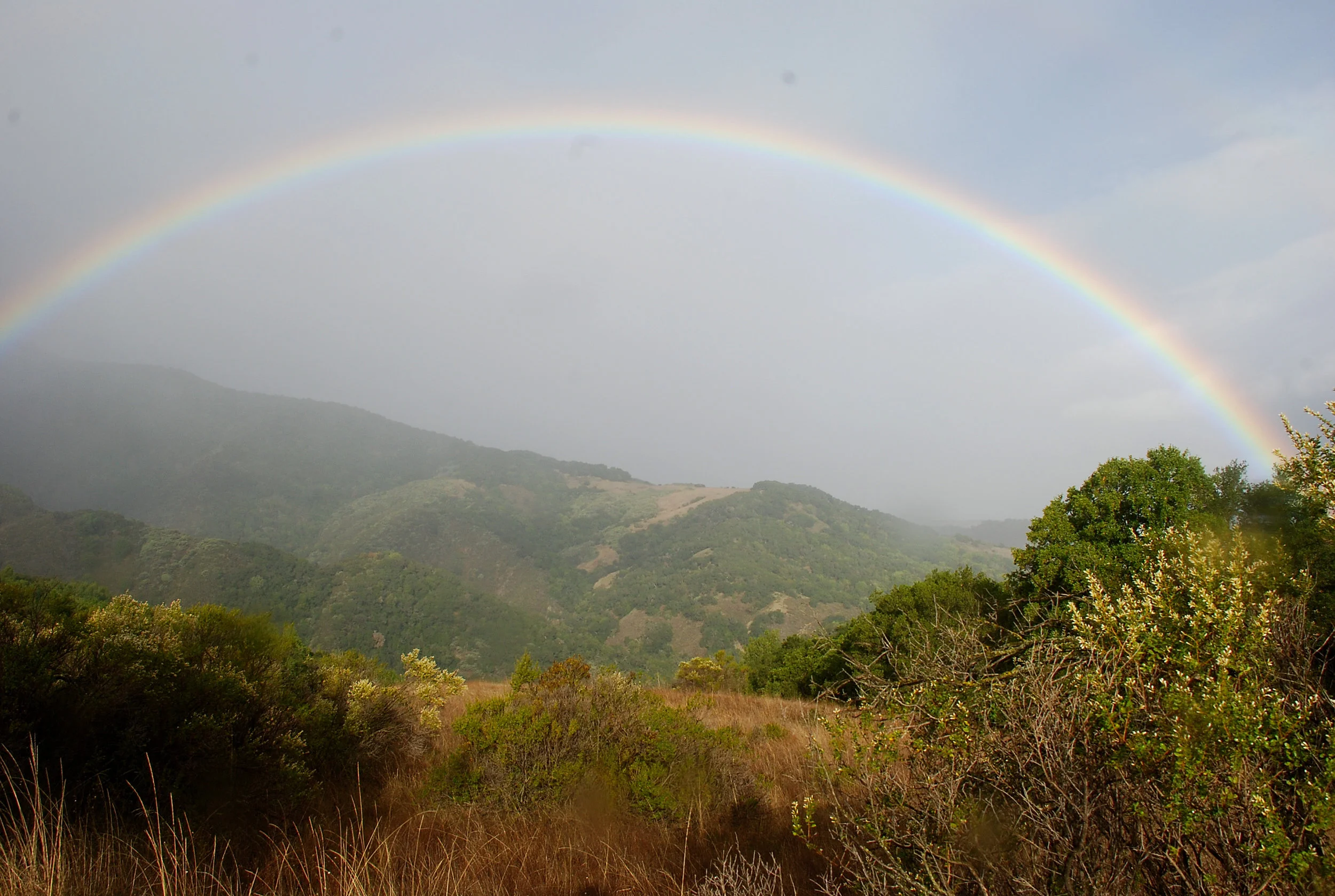Nature Immersion Walk:  Find Your Calm & Welcome Greater Ease