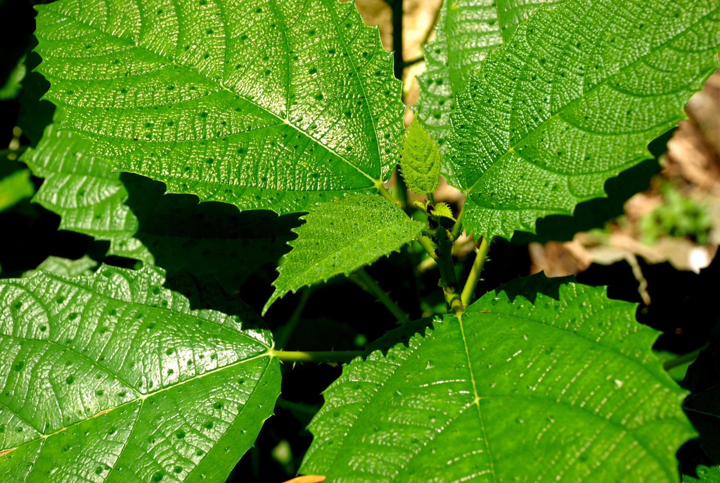  Giant Stinging Nettles