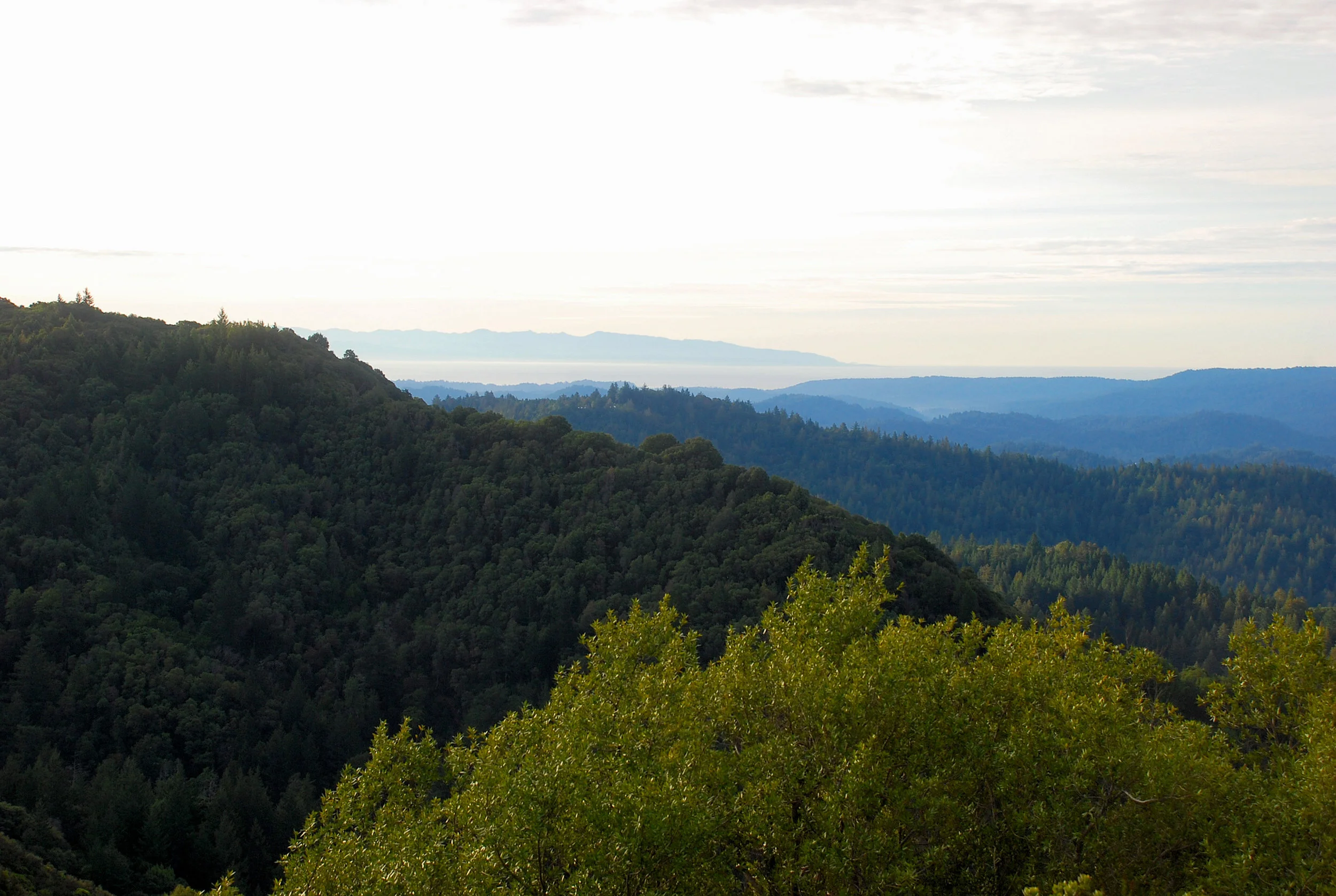 Sacredness In The Forest At Dawn