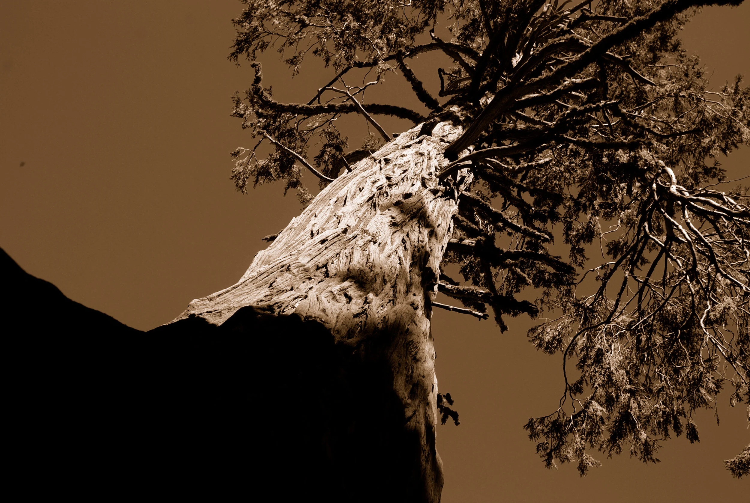 Drum Meditation in The Redwoods -Donation