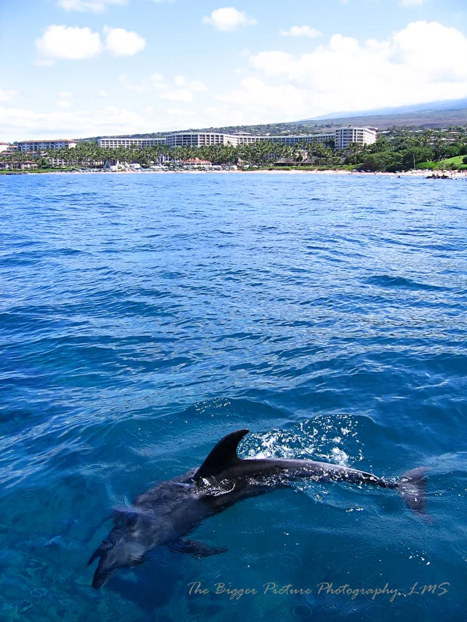 maui 026.jpg