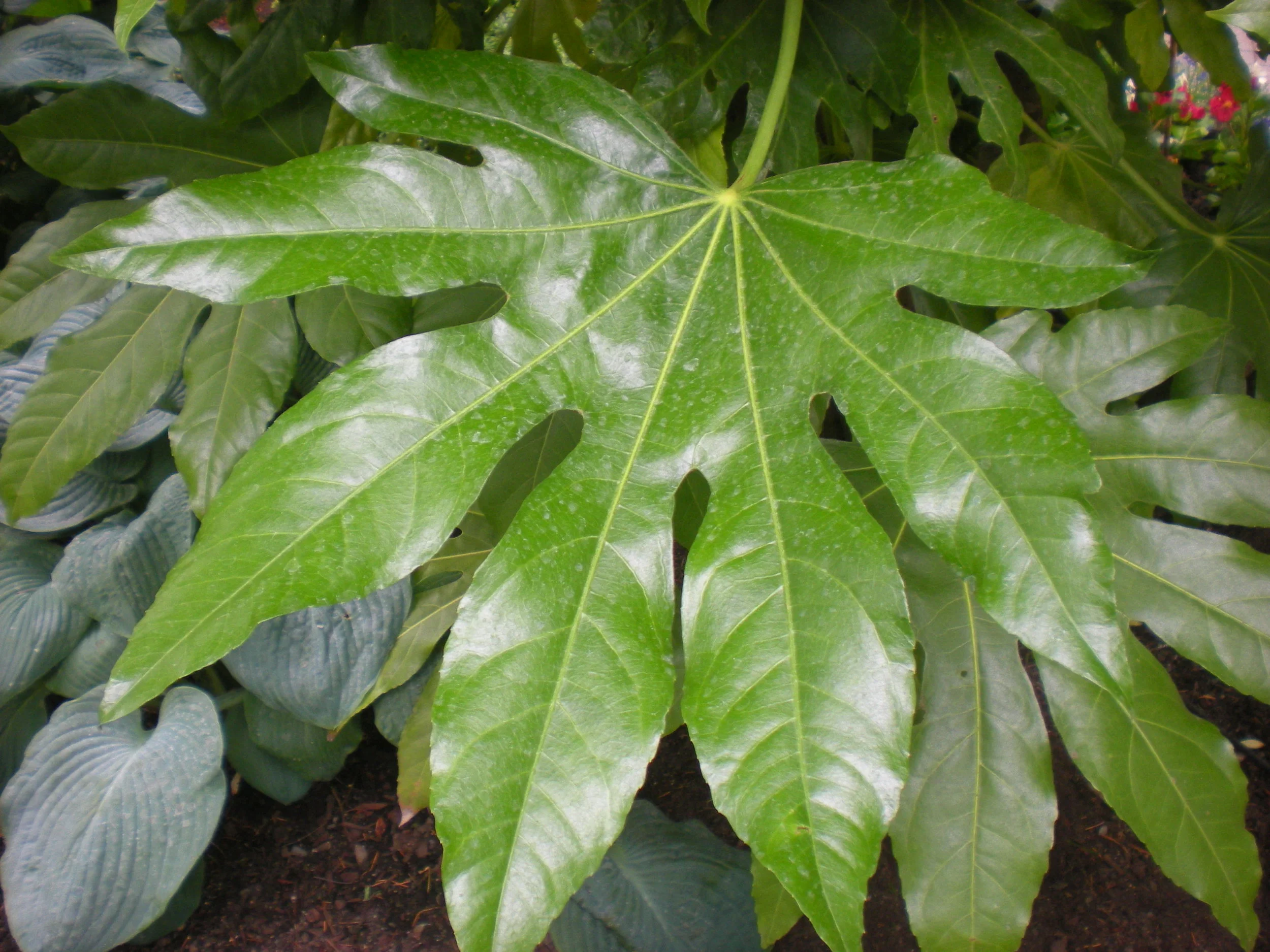 wide leaf.jpg