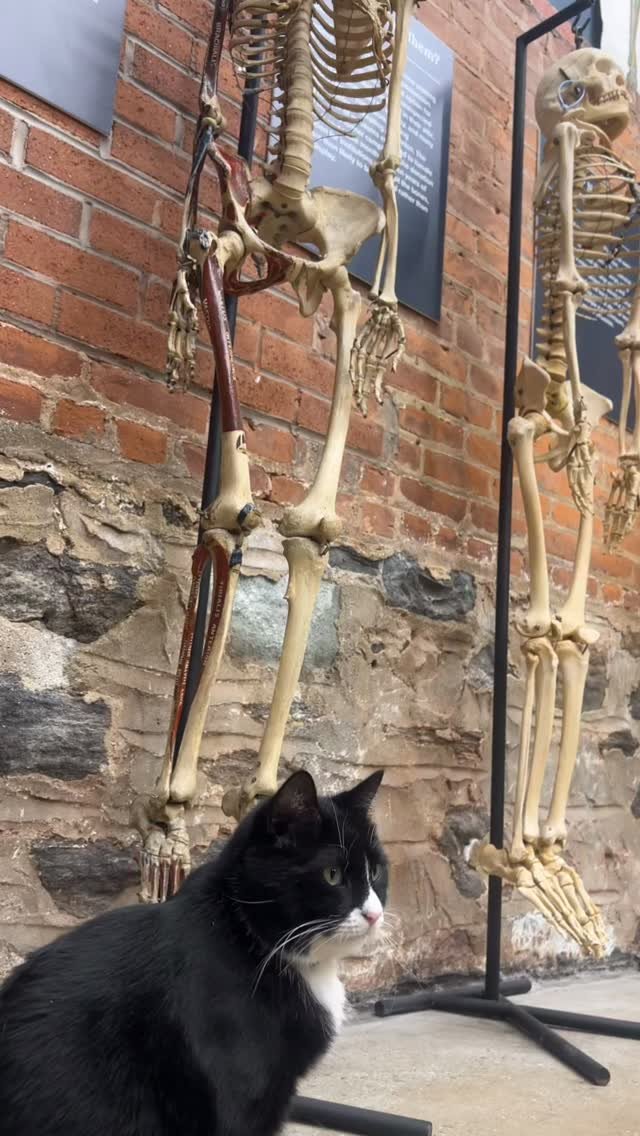 Thanks @bodegacatsofnewyork & @jonsbones for a great adventure of finding 4 bodega cat locations & 1 museum cat. It was a total of 7 cats in Brooklyn.
ππ‍β¬πΉπ»ππΏπΈ
I’ll be posting a lot more of Bones Museum- worth the trip!
π#