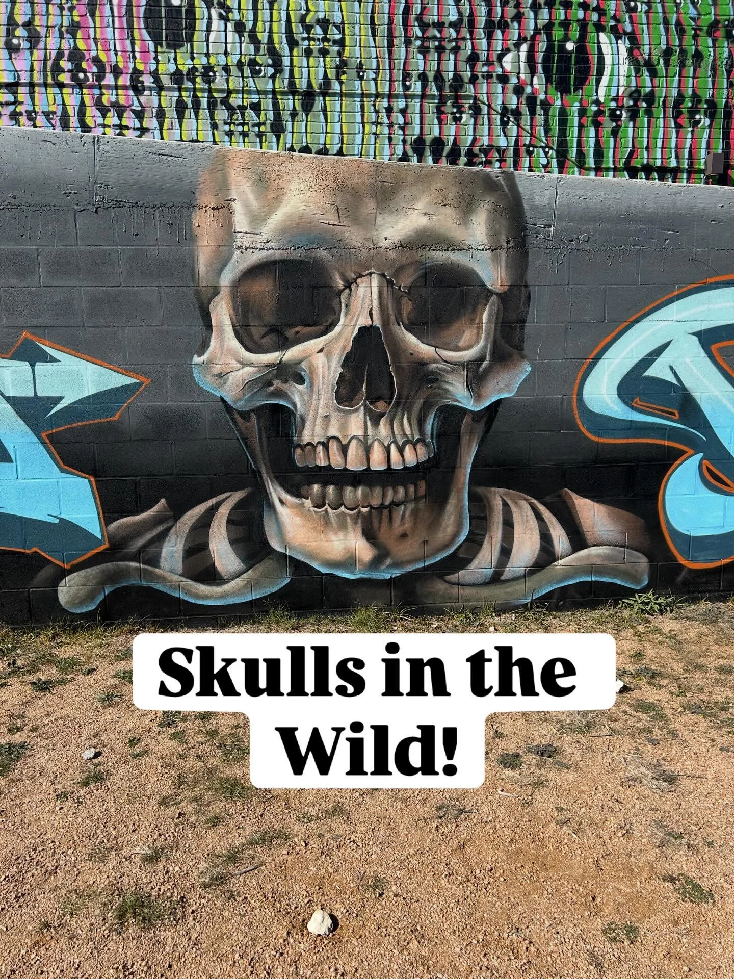 #skullsinthewild This skull art was at @hopeoutdoorgallery 

#hopeoutdoorgallery #anatomyart #streetart #austinstreetart