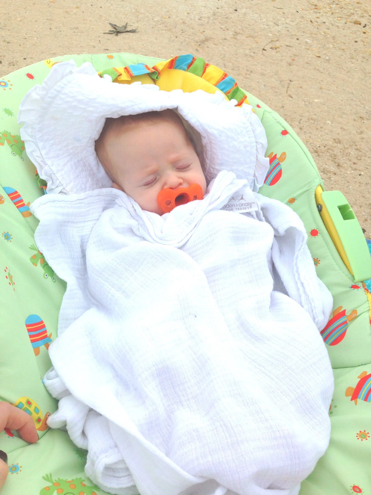 Sweet little Edelweiss snoozing by the lake. 