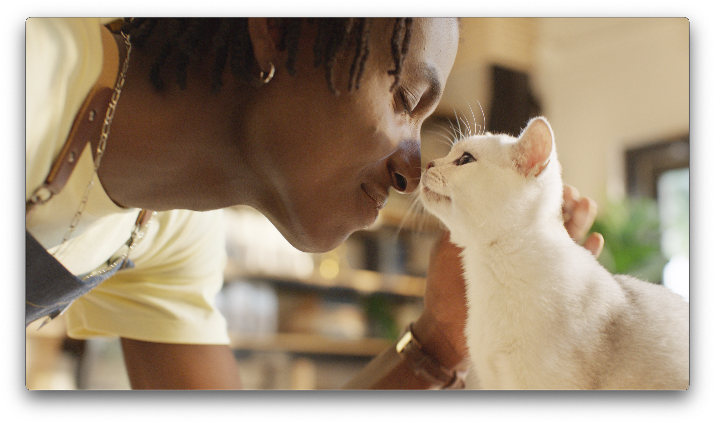 Claritin Cat Cafe