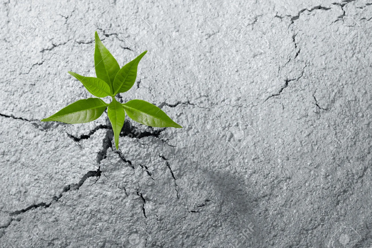 27582298-small-plant-breaking-out-from-cement-ground-Stock-Photo.jpg