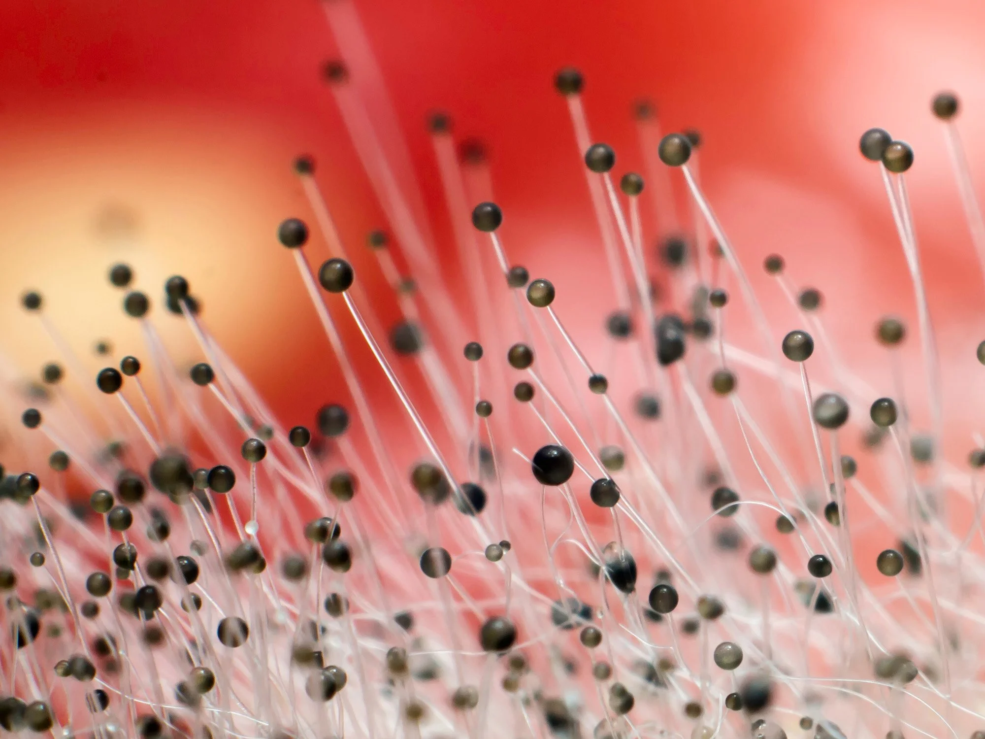 Mycotoxins (Mold) and Anxiety