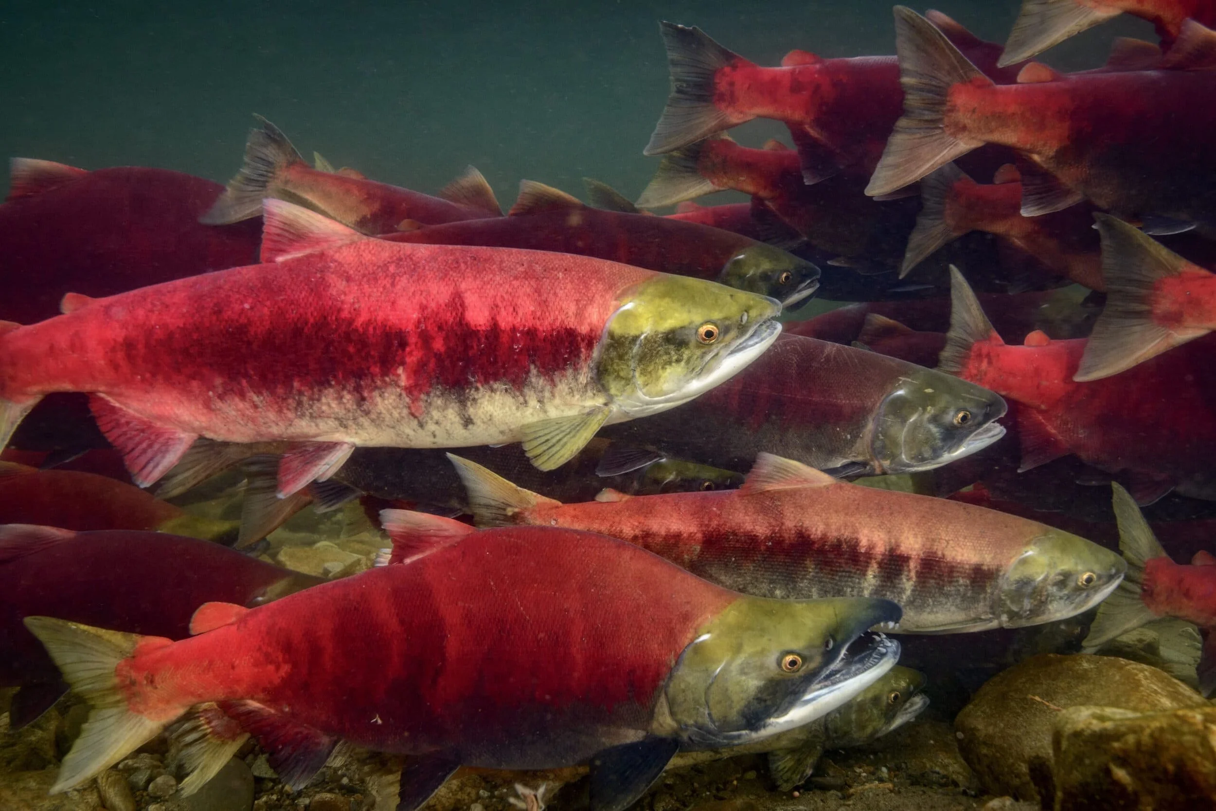 SMASH: The Potent Recipe for Increasing Omega 3