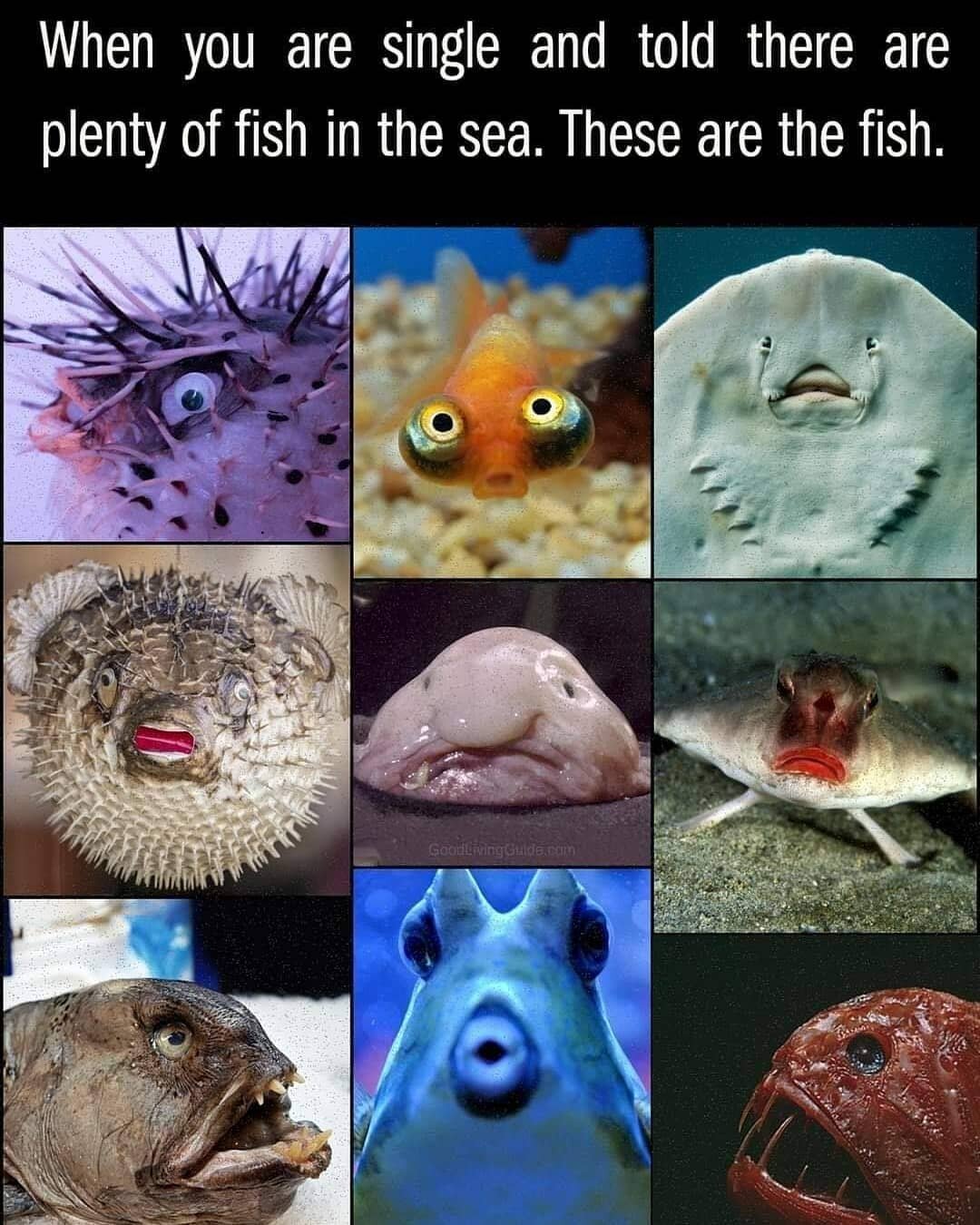 I cannot stop laughing😂😂😂
#datingmemes #plentyoffish