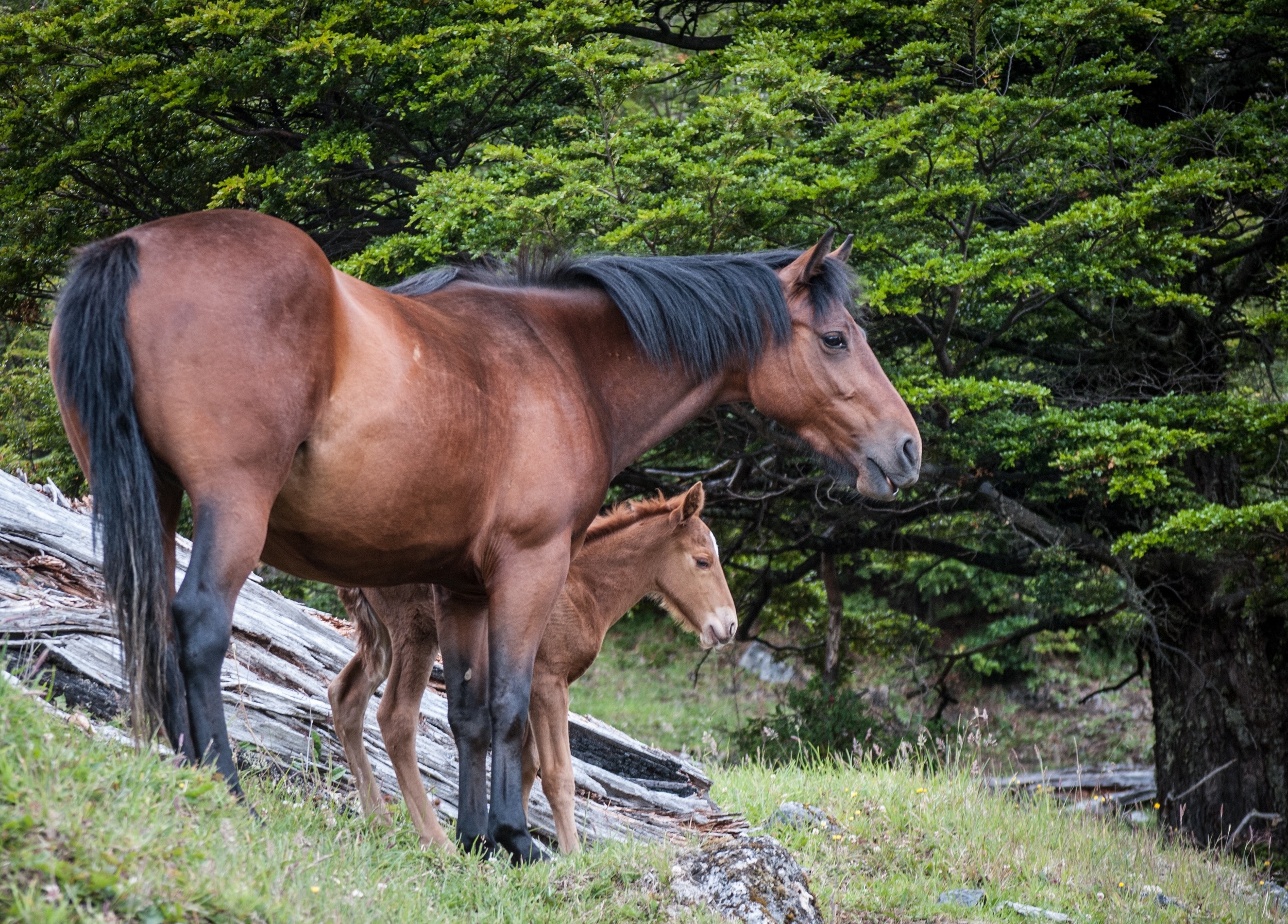 bahati colt full body profile.jpg