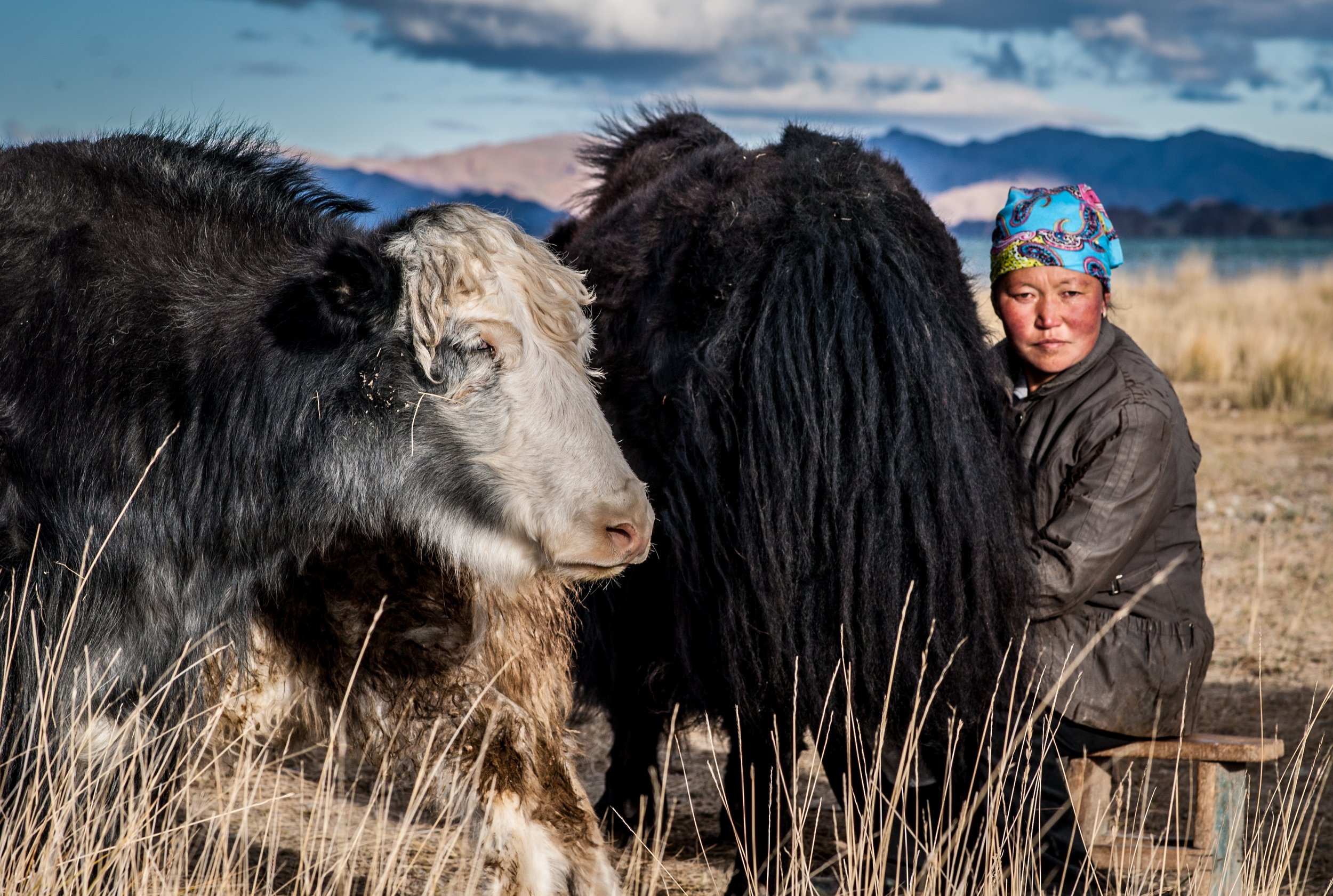 sister in law miling yaks.jpg