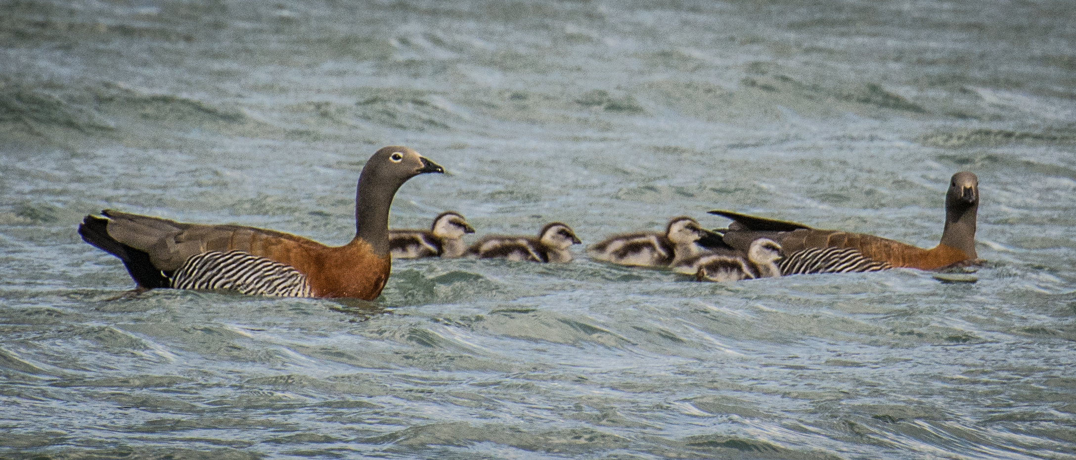 caiquene goslings first sighting 4.jpg