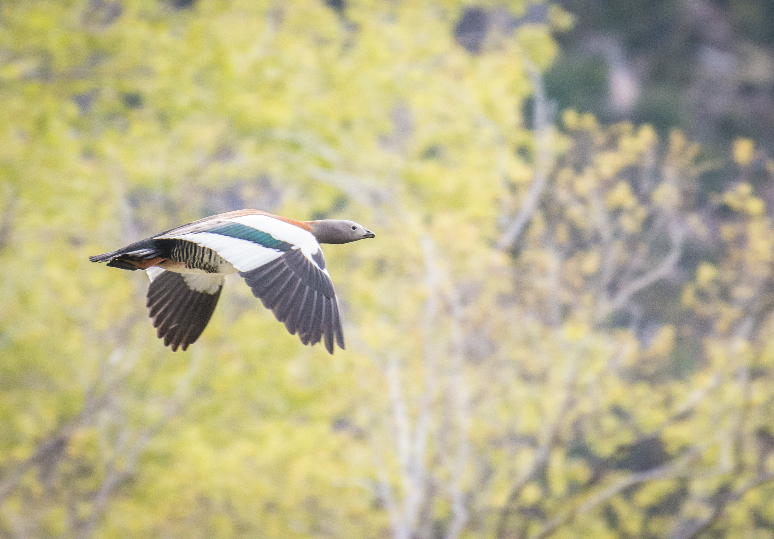 caiquene in flight_.jpg