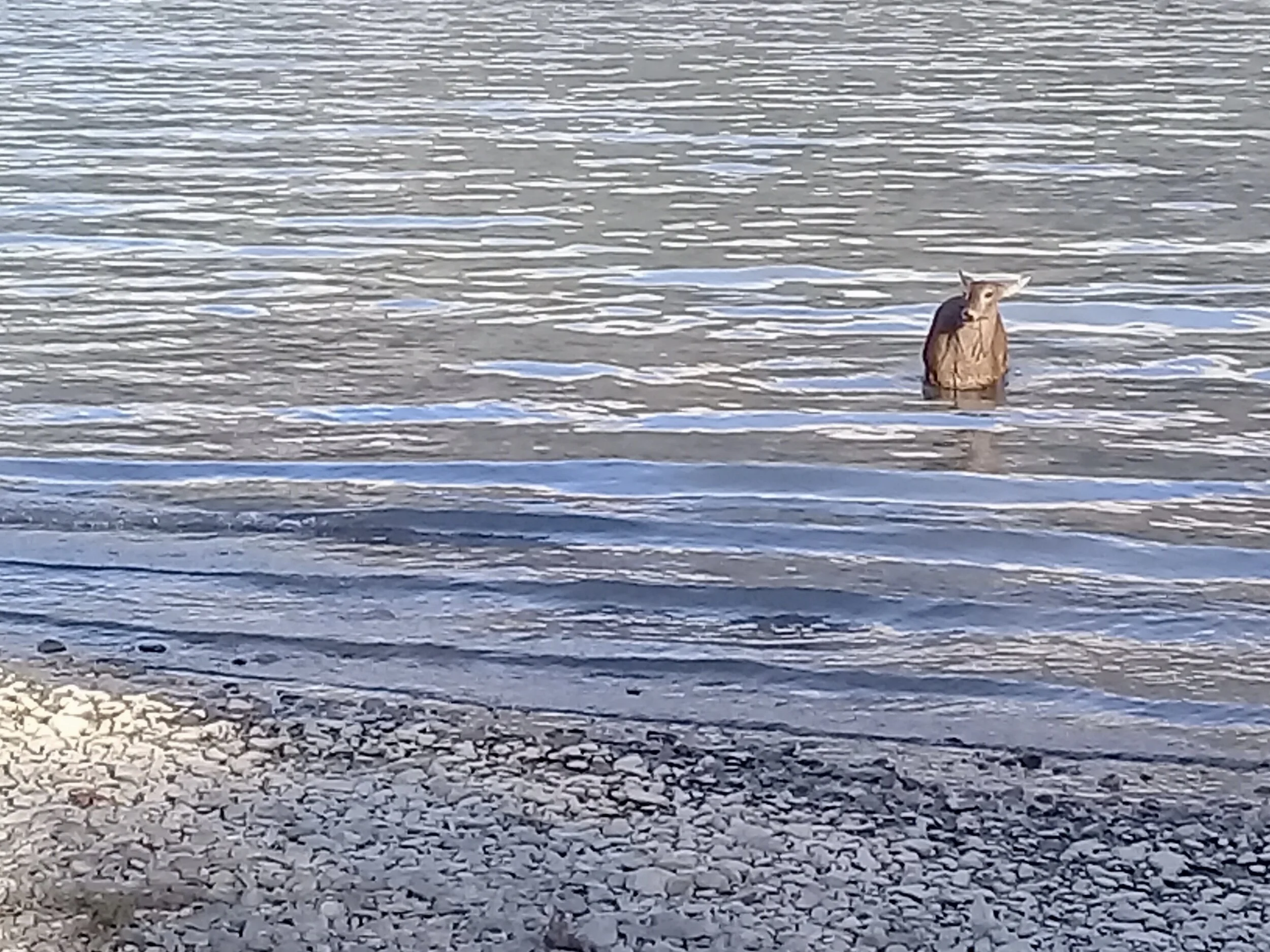 Dispatch: Huemul Sighting - An Endangered Species