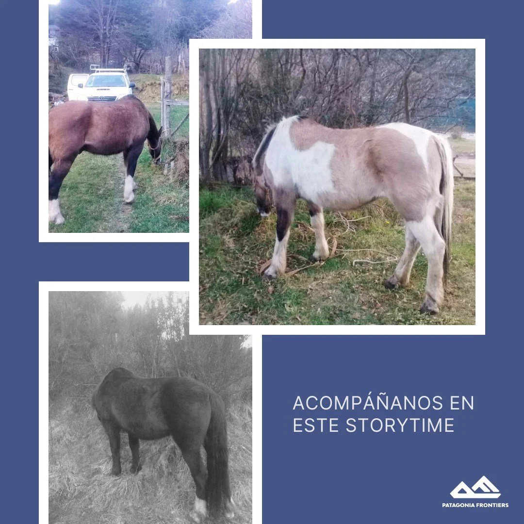 Storytime de los nuevos acompa&ntilde;antes de PF

Hace unos d&iacute;as, cinco caballos emprendieron el viaje &uacute;nico hacia el rancho. 

Este viaje se da por carretera, a caballo y en barco. Es una aventura sobretodo para los caballos 🐴, cruza
