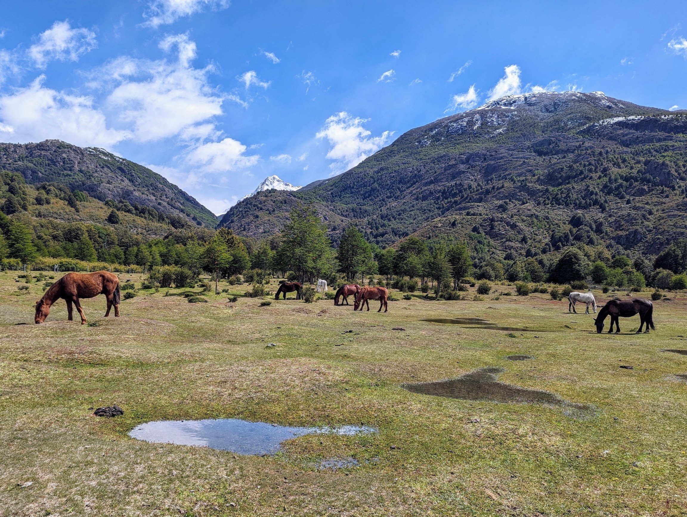 Meet the “A” Team: Patagonia Frontiers Herd of Horses