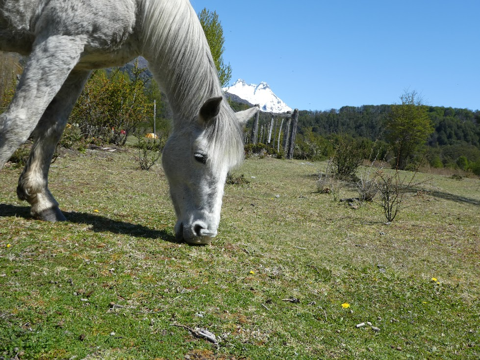 Pimienta grazes near the ranch in early spring