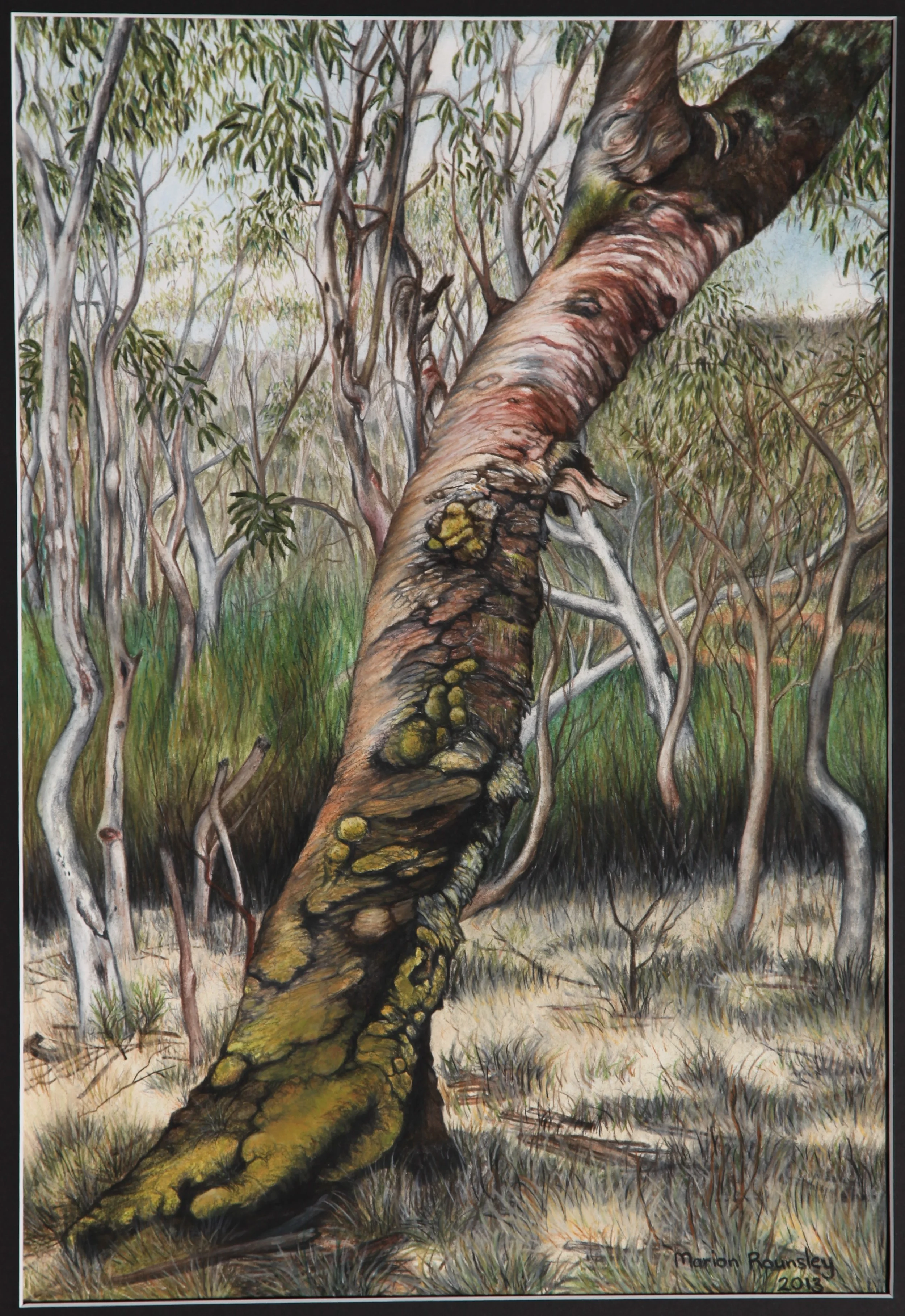 "Old Peppermint Gum at Barrington Tops"  2013